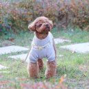 니네집 | 강아지 인식표 목걸이 니어블리 가벼운 빈티지 펜던트 착용후기