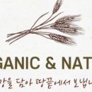땅끝부추