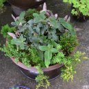 야생초농원 이미지