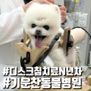 기운찬 동물병원 | 동물병원 노령성 고관절탈구로 관절 주사를 꿈꿨지만 디스크 침치료만 받은 썰 15살 강아지 기운찬동물병원