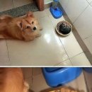 못말리는 고양이 이미지