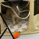 빵그루밍 이미지