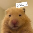 서울대학교 보건대학원 | 직장병행 대학원생 고인물이 써보는 대학원 입학 후기 (서울대/연세대 보건대학원)