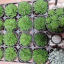 바위 솔 이미지