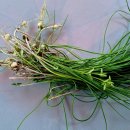 시골소쿠리 이미지