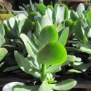 화월농장 이미지