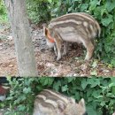 산포장어 이미지