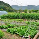 최창순 농장 이미지