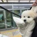 솔펫살롱 이미지