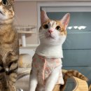 포레스트캣 이미지