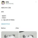 아이돌 인형 털 정리해주는 커미션 계정.twt 이미지