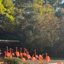 수&하늘보리피자 | 서울대공원 동물원 나들이 후기- 추천동선