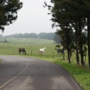 안식목장 이미지