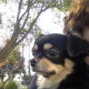 순천 반려동물장례식장 하늘별 | 순천 반려동물 장례식장 하늘별, 사랑스런 루피 이야기