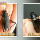 이금선 농장 이미지