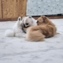 개스트룸 이미지