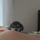 태동 | 임신 20주 1일차ㅣ신경관결손 정밀초음파 후기 중기 임산부 배 크기 태동 후기