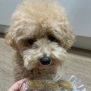 나샘 | 입 짧은 강아지도 잘 먹는다. 나샘 플로니 닭고기 솔직 후기