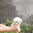 댕댕이 애견샵 | 인천 애견샵