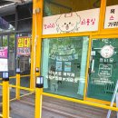 일비스파 | 더운 여름 필수 멈머미용실! 부천 애견미용 추천 큐티몽🐾