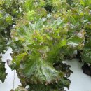 호야농장 이미지