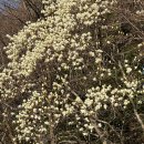 충혼탑 주차장 주변 | 창원 목련 명소 충혼탑 주말 방문 | 주차 꿀팁과 엘리베이터 탑승후기 | 포토존소개