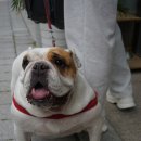 보라애견미용실 이미지