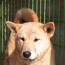 정우켄넬 이미지