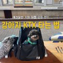 럭키켄넬 | 애견동반 기차여행 강아지 ktx 타는법 청량리 서울역 이용 후기 총정리