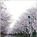 벚꽃역 이미지
