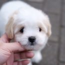 리몽드 | 미니꼬똥 성견 모습은 어떻게 생겼어요? 미니꼬똥성견 볼 수 있는곳!