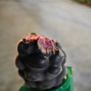 월송멕시카나 이미지