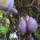 삼엽으름 수확 이미지