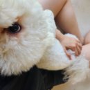 발바닥애견카페 | 춘천 애견카페 발바닥 후기(수영장 개장)