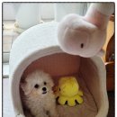 퍼피애견샵 이미지