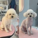 꾸니베어 이미지