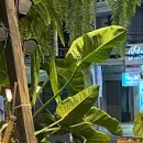 노라네일