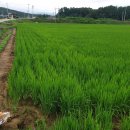 바로미 충북일보