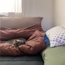 냥블링 | 떠날 줄 모른다, 고양이가 집사 침대(이불)을 그토록 좋아하는 이유 4