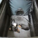 펫 목욕하는날 이미지