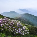 리라화원