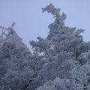 090124_25_지리산 백무동_장터목_세석_의신__블로그 퍼옴 이미지