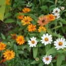 마더스 가든 이미지