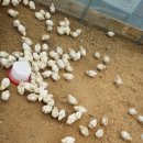 현성농장 이미지