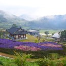 옥정호구절초테마공원 이미지