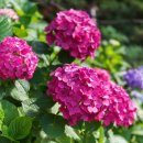 고촌로28번길 이미지