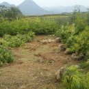 황금소나무 이미지