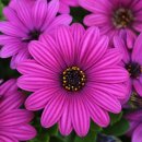 성서 문화의 거리 상점가 이미지