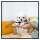 씨유화성남양스퀘어점 | 화성강아지분양 고민하는 분들께, 제가 직접 느낀 진짜 후기 공유해요