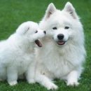 복실복실 이미지